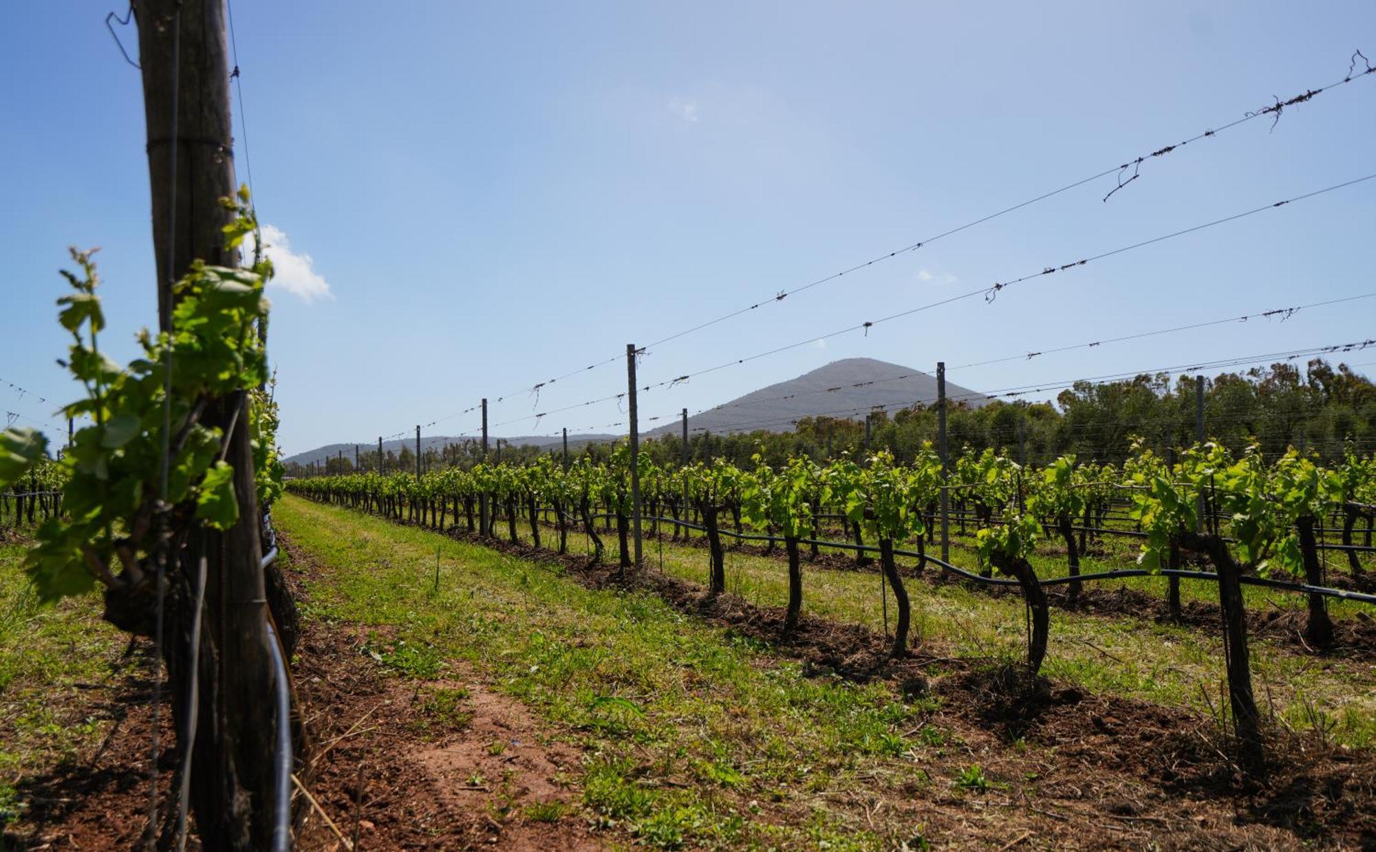 Agriturismo Casale Degli Ulivi Alghero Santa Maria la Palma Dış mekan fotoğraf
